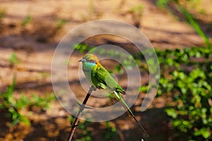 blue-cheeked bee-eater (Merops persicus