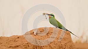 Blue-cheeked bee-eater or Merops persicus. 4K slow motion 120 fps