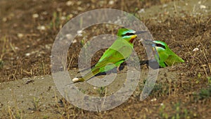 Blue-cheeked bee-eater Merops persicus in Azerbaijan