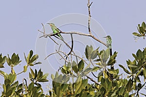 Blue-cheeked bee-eater Merops persicus on a branch