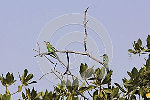 Blue-cheeked bee-eater Merops persicus on a branch