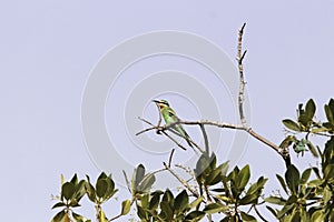 Blue-cheeked bee-eater Merops persicus on a branch