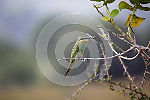 Blue-cheeked bee-eater, Merops persicus, Satara, Maharashtra