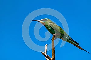 Blue-cheeked bee-eater or Merops persicus sits on the branch