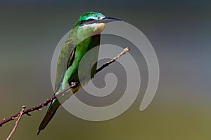 Blue-cheeked Bee-eater on a perch.