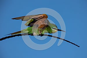 Blue-cheeked Bee-eater perched on a palm leaf.