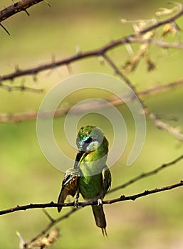 Blue-cheeked Bee-eater, preening it`s beautiful colourful plumage