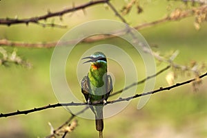 Blue-cheeked Bee-eater, preening it`s beautiful colourful plumage