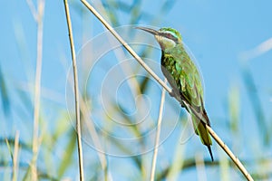 Blue Cheeked Bee Eater South Africa birds photo