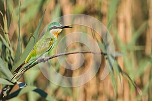 Blue Cheeked Bee Eater South Africa birds