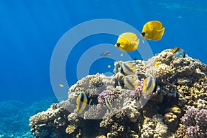 Blue-cheeked butterflyfish Chaetodon semilarvatus, Blue mask, Golden butterflyfish and school of Pennant coralfish over a coral