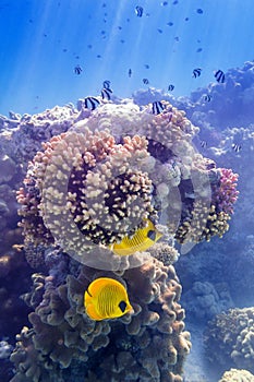 Blue-cheeked butterflyfish on Coral