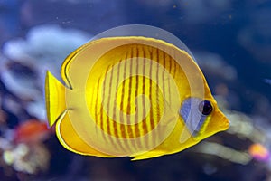 Blue-cheeked fish Chaetodon semilarvatus, a species of butterflyfish of mostly yellow photo