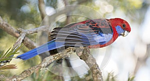 Blue cheeked rosella in outback Queensland