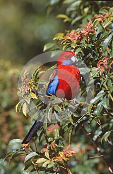 Blue-cheeked rosella, Platycercus elegans