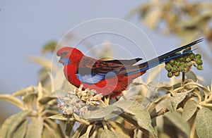 Blue-cheeked rosella, Platycercus elegans