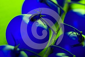 blue cherry tomato in neon light