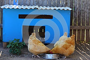 Chickens and Coop photo