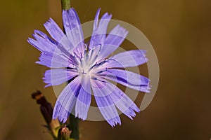 Blue chicory flower