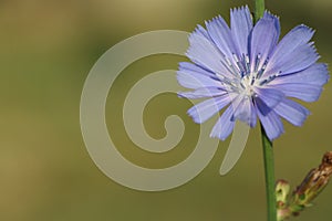 Blue chicory flower blooming early in the morning at dawn in a wild field