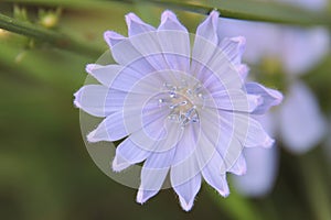 Blue Chicory Flower. chicory flower close-up. Cichorium endivia is a species of flowering plant belonging to the genus Cichorium