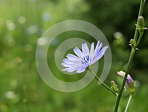 Blue chicory flower in the grass on meadow.