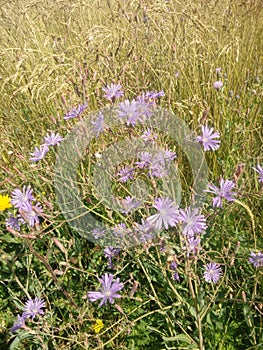 Blue chicory flower in a natural environment Cich rium ntybus L