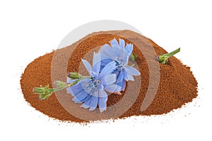 Blue chicory flower and powder of instant chicory