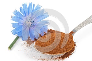 Blue chicory flower and powder of instant chicory photo