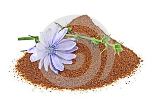 Blue chicory flower and powder of instant chicory isolated on white background. Cichorium intybus
