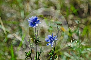 Blue Chicory Flowers