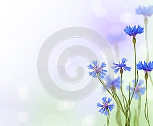 Blue chicory flowers background