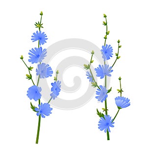 Blue chicory flowers. Blossoming branch. Isolated on white background. Botanical style, vector illustration.