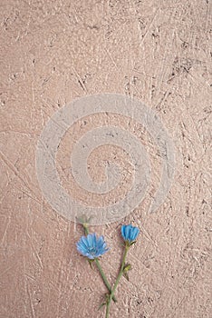 blue chicory flowers on blue colored wooden background. Flat lay, copy space