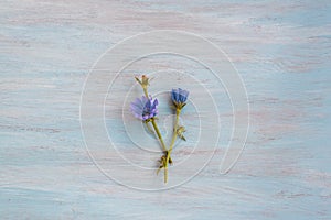 blue chicory flowers on blue colored wooden background. Flat lay, copy space