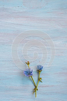 blue chicory flowers on blue colored wooden background. Flat lay, copy space
