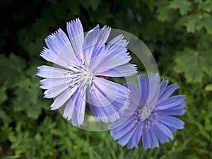 Blue chicory flowers close up