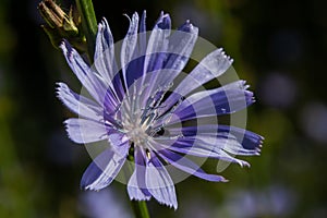 Blue Chicory flowers, close up. Violet Cichorium intybus blossoms, called as sailor, chicory, coffee weed, or succory is