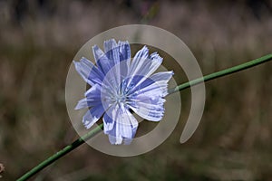 Blue Chicory flowers, close up. Violet Cichorium intybus blossoms, called as sailor, chicory, coffee weed, or succory is a