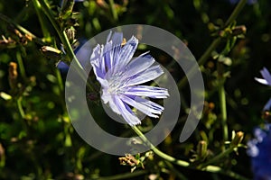 Blue Chicory flowers, close up. Violet Cichorium intybus blossoms, called as sailor, chicory, coffee weed, or succory is a