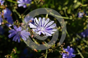 Blue Chicory flowers, close up. Violet Cichorium intybus blossoms, called as sailor, chicory, coffee weed, or succory is a