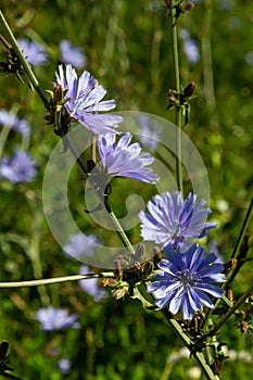 Blue Chicory flowers, close up. Violet Cichorium intybus blossoms, called as sailor, chicory, coffee weed, or succory is a