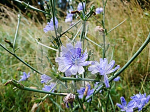 Blue chicory flowers fiels wild nature macro flowers natural background