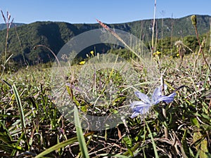 Blue chicory flowers growing on the alpine meadow