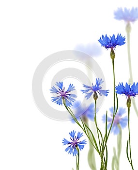 Blue chicory flowers on white