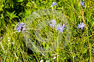 Blue chicory flowers on meadow