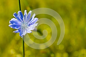 Blue chicory flowers on meadow