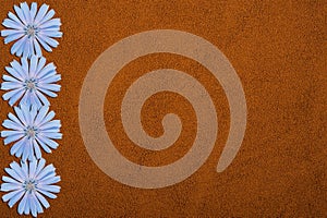 Blue chicory flowers and powder