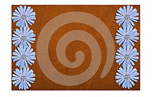 Blue chicory flowers and powder