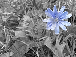 Blue chicory in the green grass. medicinal plant used as a coffee substitute